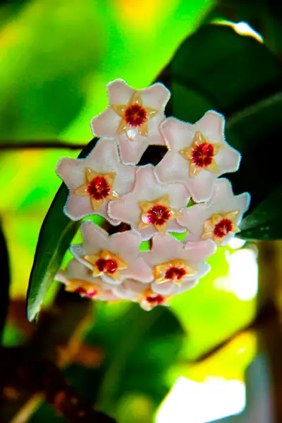 Indoor Plant: Hoya Carnosa, View more