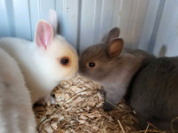 Super sweet netherland dwarf bunnies