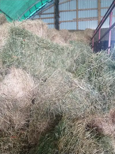 2nd cut hay for sale, View more