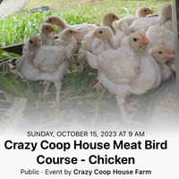 Crazy Coop House Meet Bird - Course