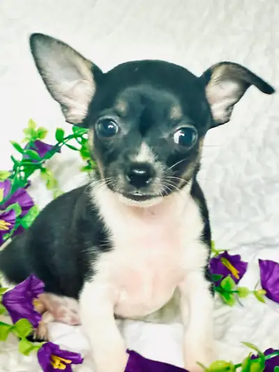 Chihuahua❤️ Mâle poil court ❤️100% Garantie Top Qualité, View more