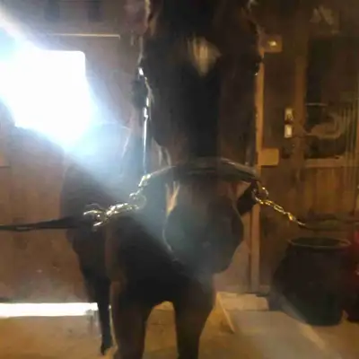 Hi, I’m offering horse training services/ and or consignment sales. I’m also open to offering other...