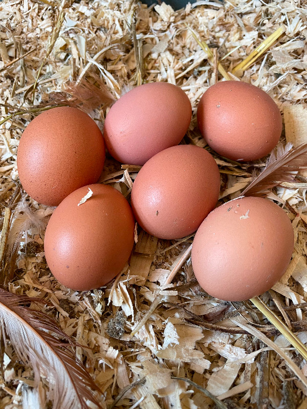 Oeuf fécondé de poule Sasso (pure) dans Animaux de ferme  à Drummondville