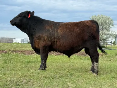 Purebred registered yearling black angus bulls for sale. Tested and ready to work.