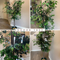 Indoor Tree: Fair Condition