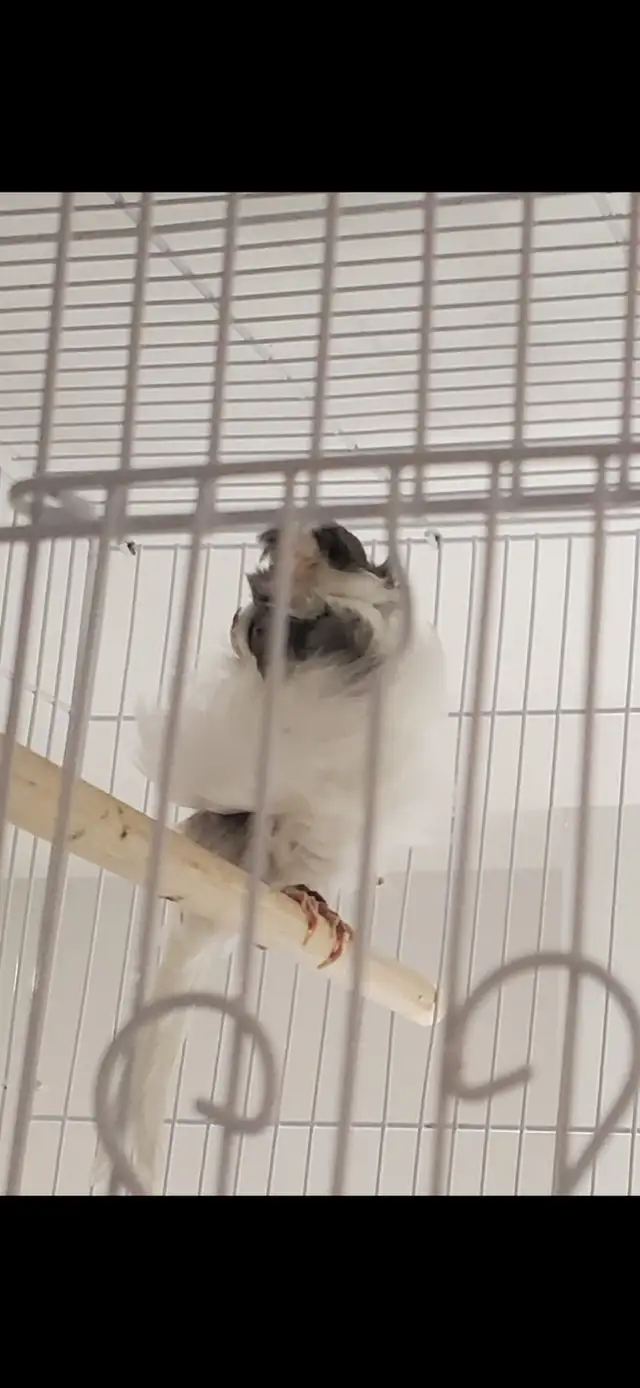 Canaries for sale in Birds for Rehoming in Burnaby/New Westminster - Image 4