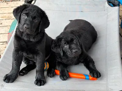 Beautiful Labrador Retriever Puppies For Sale, View more