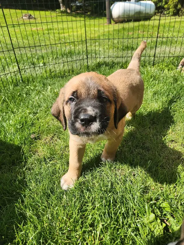 english mastiff puppies in Dogs & Puppies for Rehoming in London - Image 4