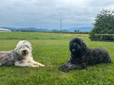 Beautiful Bouvier x Old English Sheep dog Puppies, View more