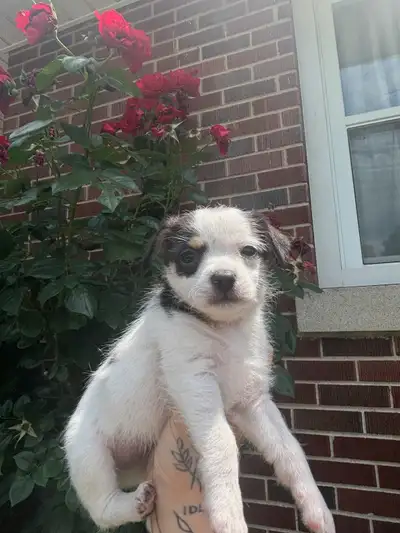 *PRICE LOWER* CUTEST 7 WEEK OLD SHITZU X CHIHUAHUA PUPPIES!!!!, View more