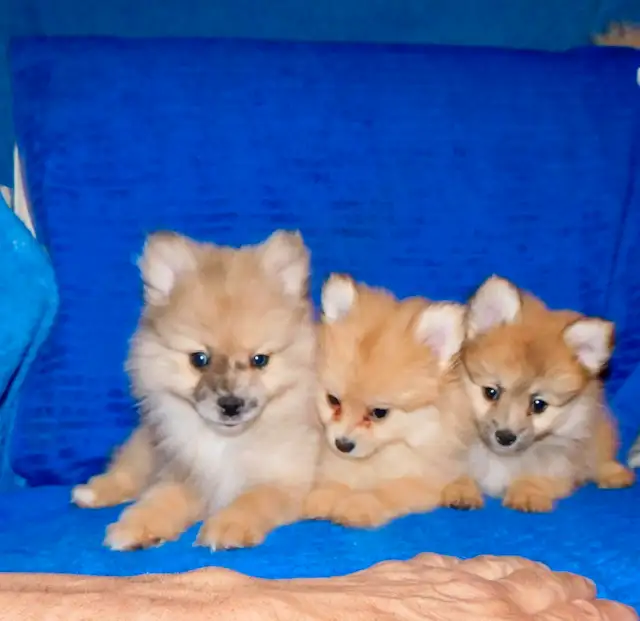 Pomeranian puppies (437-734-9480) in Dogs & Puppies for Rehoming in City of Toronto - Image 4
