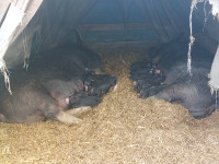 Purebred Berkshire piglets
