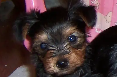 Notre petite a eu 3 magnifiques petit bb, 3 petits garcons . Ce sont des petits yorkshire noir et fe...