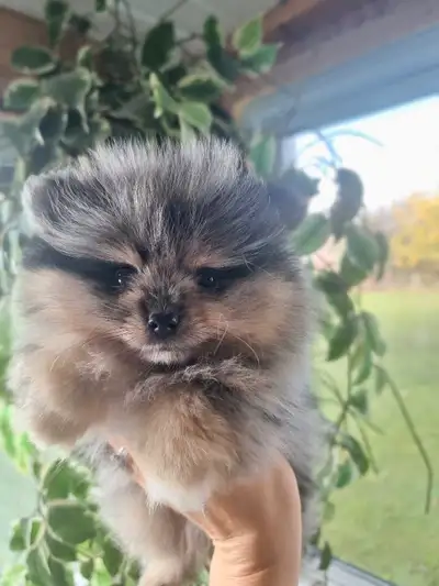 Teddy Bear Pomeranian Puppies, View more