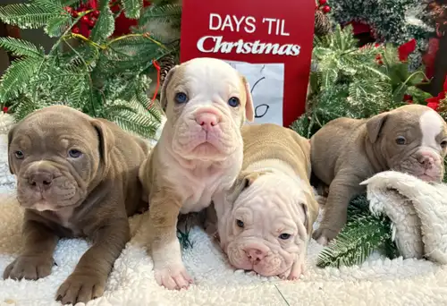 WOW Gift! Home for the holidays! Building Memories and Milestones with a new addition to the family!...