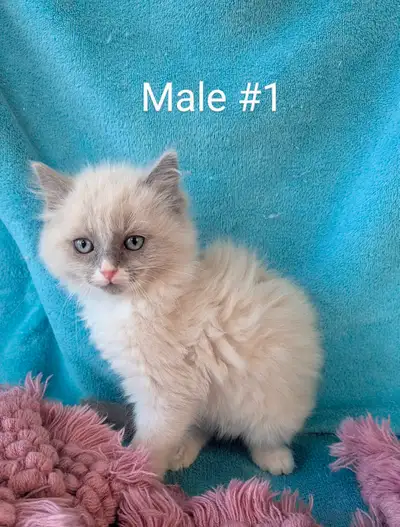Ragdoll Kittens - Listowel Area, View more