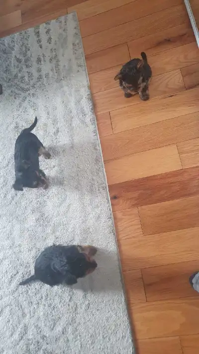 Puppies for selling, View more