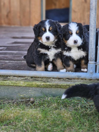 CKC  Bernese Mountain Dog Puppies