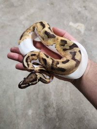 1.0 Enchi Fire Pied Ball Python