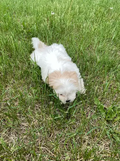 Pure Maltese female puppy, View more