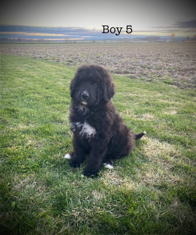 Beautiful Bernedoodle Puppies  in Dogs & Puppies for Rehoming in Pembroke - Image 3