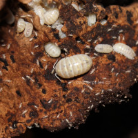 Isopods, Springtails, and more!