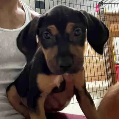 puppys looking  homes (4 left), View more