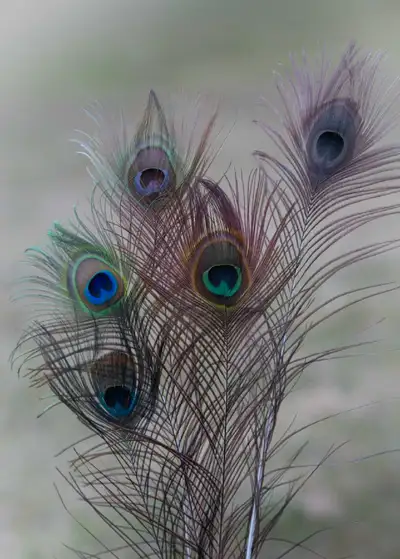 Peafowl - young peacocks and peahens, View more