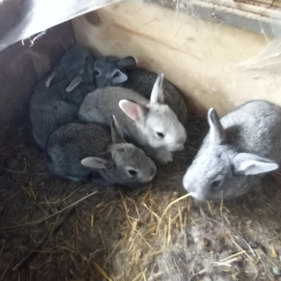 American Chinchilla Rabbits | Small Animals for Rehoming | St ...