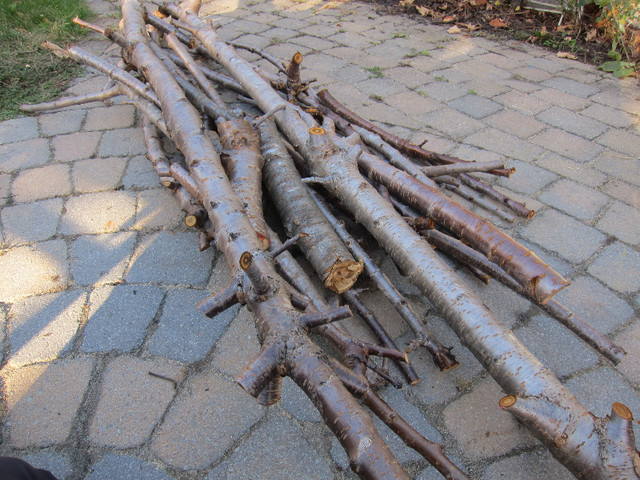 CHERRY WOOD BRANCHES WHOLE TREE CUTS EXCEPT TRUNK BASE in Hobbies & Crafts in Ottawa - Image 3