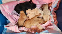 Labrador Retriever Yellow puppies  CKC registered Hunting 