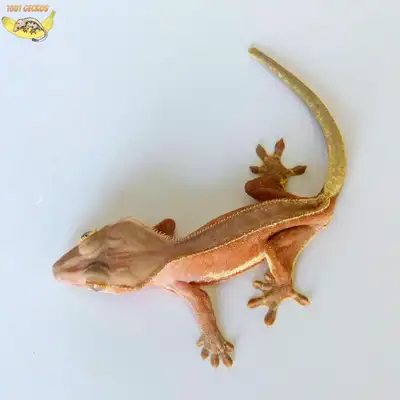 Crested Geckos ❤️ many to choose from!, View more