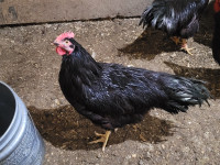 Purebred Heritage Rhode Island Red roosters