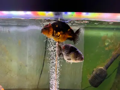 goldfish (ranchu) , View more