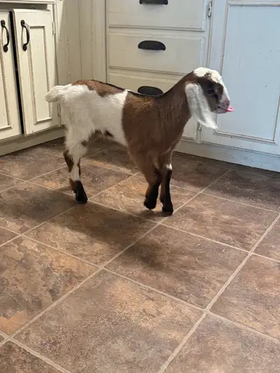 We have many Nubian bucklings papers will be in order and ready to go. Tested herd. Friendly and eas...