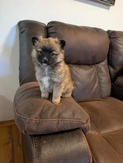 2 beautiful male Pomeranians ready to begin their life in their new homes. These boys' mom is full P...