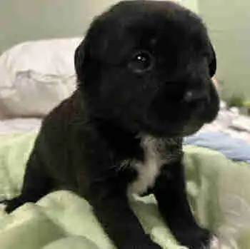 Labrador like, Poo-Shi puppies for adoption, View more
