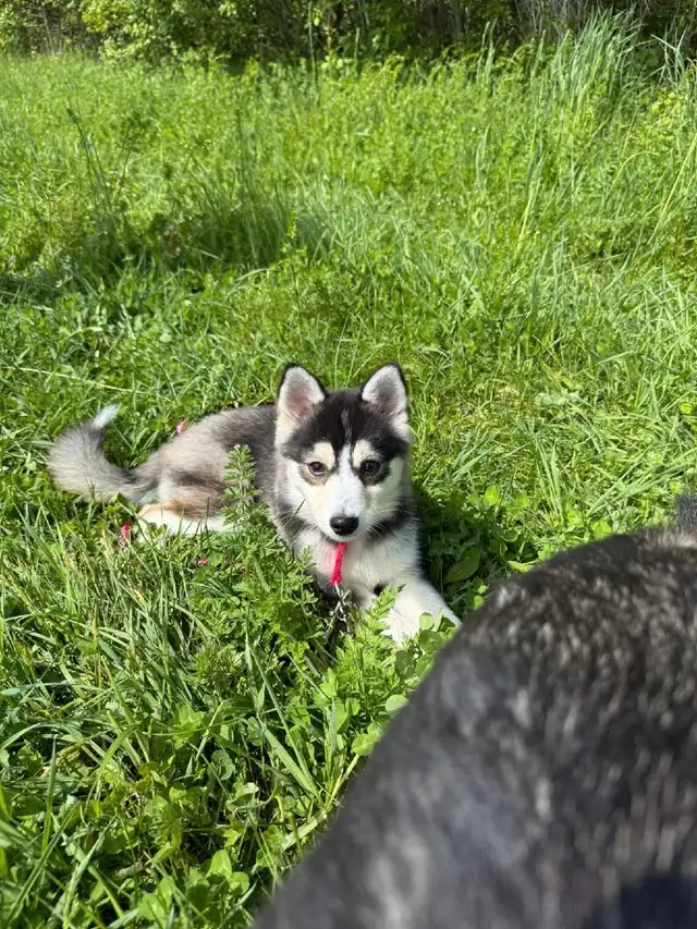 Pomsky female in Dogs & Puppies for Rehoming in Ottawa - Image 2