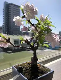 3little trees $60- bonsai tree starter ( cherry sakura/azalea)62864746204162121