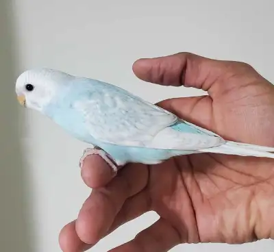 blue baby budgie available, View more