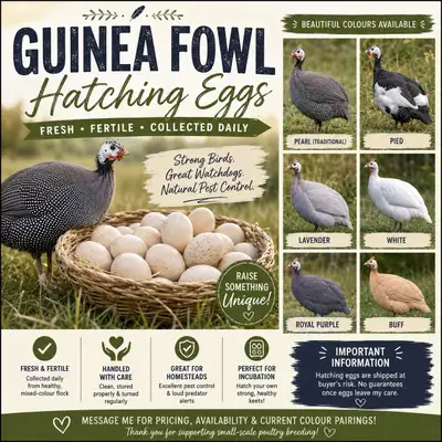 Guinea Fowl Hatching Eggs Available - Rare Colours, View more