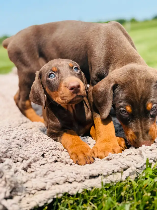 European Doberman Puppies in Dogs & Puppies for Rehoming in Hamilton - Image 4