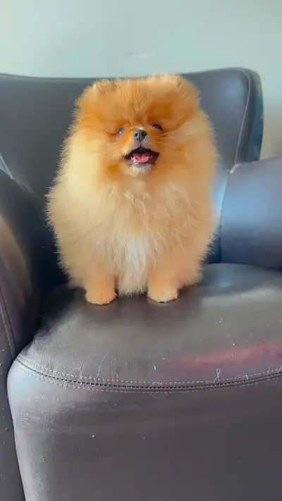 Last Chance! Stunning "Teddy Bear" Pomeranian Puppy, View more