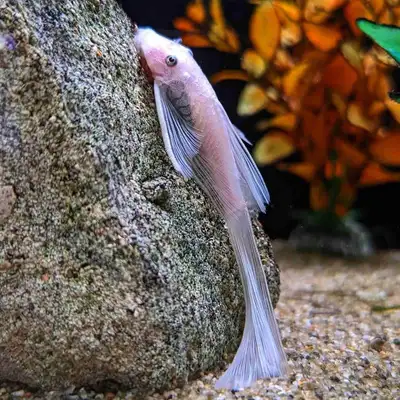 Adult Female longfin snowwhite plecos, View more