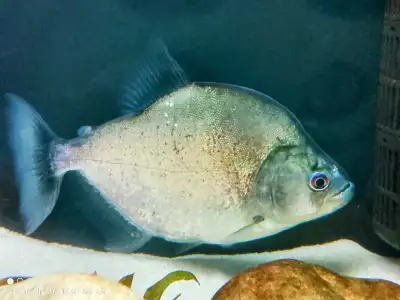 Serrasalmus Geryi Piranha 8", View more