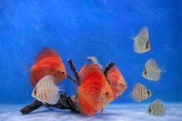 Premium Red Panda Discus – Healthy & Ready for New Tanks Ottawa Ottawa / Gatineau Area Preview