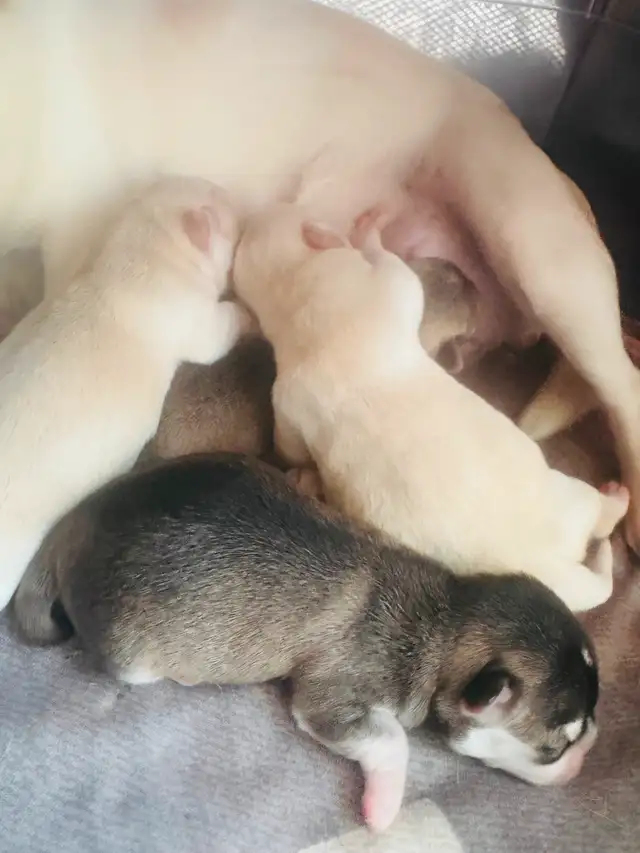 Cobby Body and Apple Head Chihuahua puppies SH and LH in Dogs & Puppies for Rehoming in Brantford - Image 9
