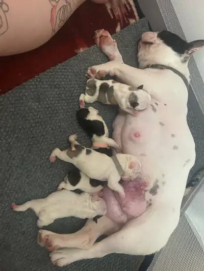 Frenchie puppies, View more