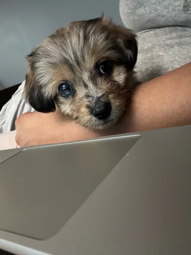 sweet mini Aussie doodle hypoallergenic puppy in Dogs & Puppies for Rehoming in Burnaby/New Westminster - Image 2