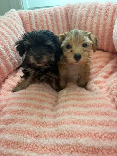 Yorkie puppies, View more